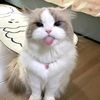 lemoniiio