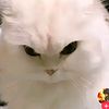 rayna_sd