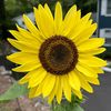 sunflowerkids1417