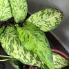 lazygardener23