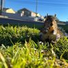 squeeeeshie