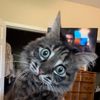 Ivartheincredibleblindcat