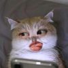 alicaputriii