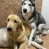 allyourfurryfriends