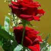 yasmen..hama1