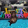 jazzy3571