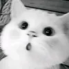 flopcatiktok0