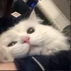 gia hy