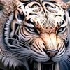 tiger.969