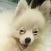 leehoangzu
