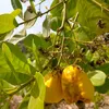 bibiche94fer
