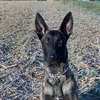 gun.malinois