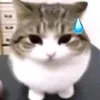 uvcute