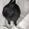 bunbunbunnybon