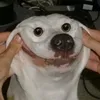emcuachihuu