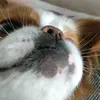 экохарчки