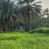 khalid_.79