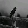 .feich