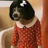 creoenmiperro