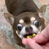 screechingbadger