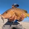 pescapoker