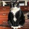catspostingonmain0