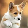 _thd910.corgi