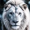 lsco_2.2