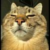bagjaaww