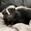 lilytheskunk