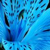 blue_tigerlily