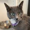 jiji.kiki_cat_paco_husky