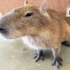 capybarita_23