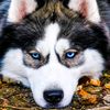 __husky___