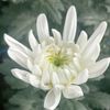 long_khanh09