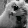 yeukittys1_
