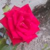 rameezajavadh387
