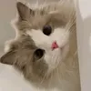 rlcrstnjy11