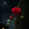 ayyer84