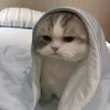 the_pao_