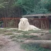 nedtaha