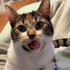 peachirp