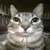 باش