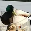 kaczuszkanamolo