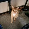 saviantsbigcatrescue