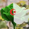 yacine3455