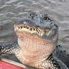 the_roasted_alligator