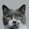 cat.bee.end