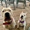 2dogos_and_a_chihuaha