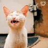 littletomcat81